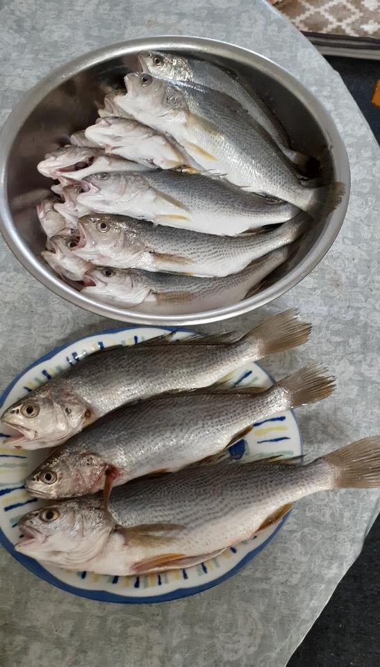 イシモチ　釣果